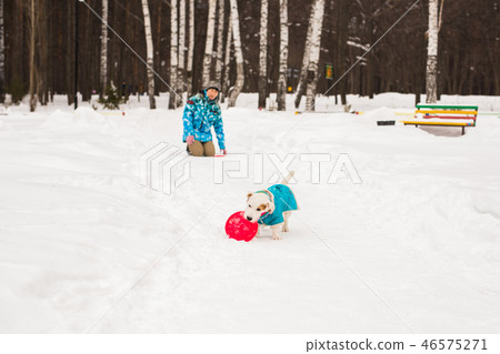 Jack Russell Terrier. Dog playing in winter park. Pet concept. 46575271