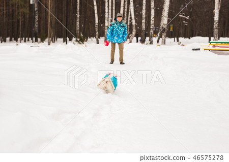 Jack Russell Terrier. Dog playing in winter park. Pet concept. Jack Russell Terrier. Dog playing in winter park. Pet concept. 46575278