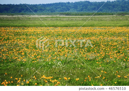 Landscape of early summer of Hokkaido 46576510