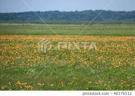 Landscape of early summer of Hokkaido 46576512