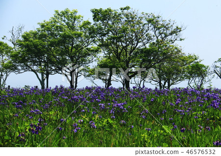 Hokkaido Doto primordial flower garden Ayamegahara in early summer Hokkaido Doto primordial flower garden Ayamegahara in early summer 46576532