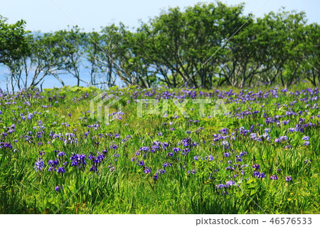 Hokkaido Doto primordial flower garden Ayamegahara in early summer Hokkaido Doto primordial flower garden Ayamegahara in early summer 46576533