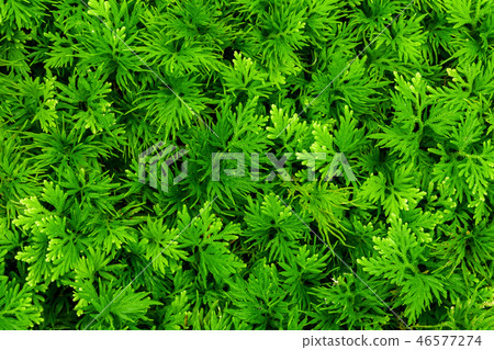 Nature leaves green of fern background Nature leaves green of fern background 46577274