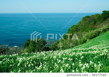 Echizen Coast Narcissus 46577560
