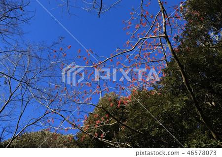 深秋的風景(Bulberry和藍天) 深秋的風景(Bulberry和藍天) 46578073