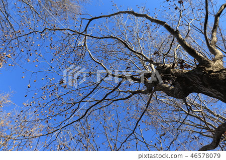 深秋的風景（澤名水果和藍天） 46578079