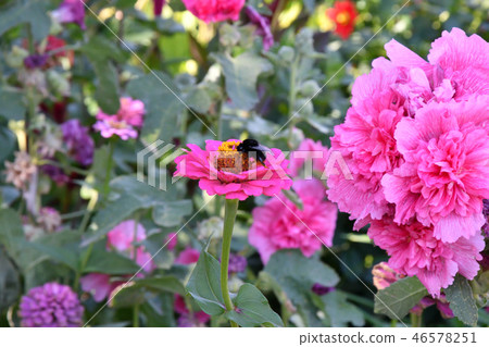Malva Flower Pink Malva Flower Pink 46578251