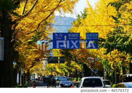 Autumn Ginkgo Tree in Hachioji Koshu Highway 46578372