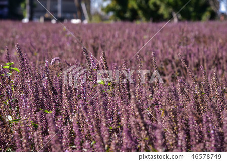 2018台灣桃花彩節仙草花 46578749
