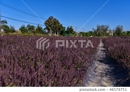 2018台灣桃花彩節仙草花 2018台灣桃花彩節仙草花 46578751