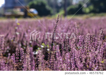 2018台灣桃花彩節仙草花 46578762