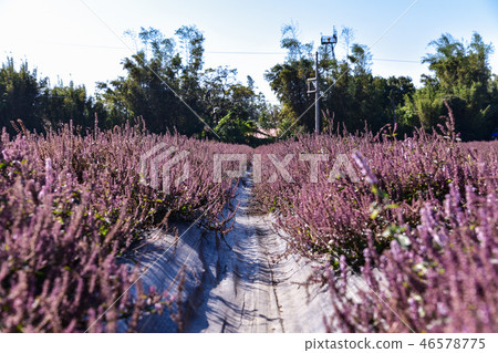 2018台灣桃花彩節仙草花 46578775