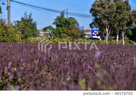 2018台灣桃花彩節仙草花 46578783