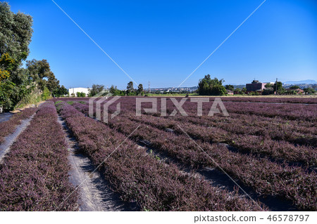 2018台灣桃花彩節仙草花 2018台灣桃花彩節仙草花 46578797