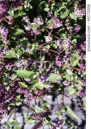 2018台灣桃花彩節仙草花 2018台灣桃花彩節仙草花 46578806
