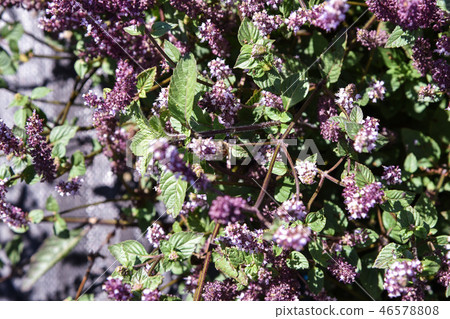 2018台灣桃花彩節仙草花 46578808