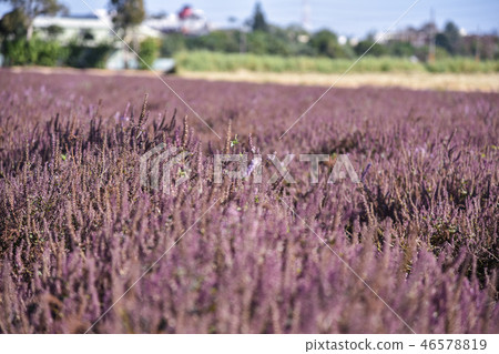 2018台灣桃花彩節仙草花 46578819