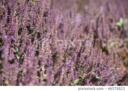 2018台灣桃花彩節仙草花 46578823