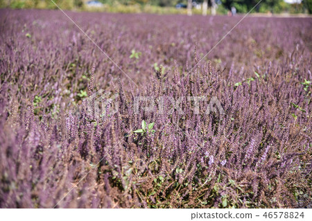 2018台灣桃花彩節仙草花 46578824
