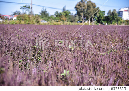 2018台灣桃花彩節仙草花 46578825