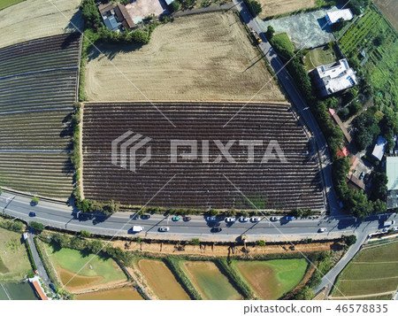 2018台灣桃花彩節仙草花 46578835