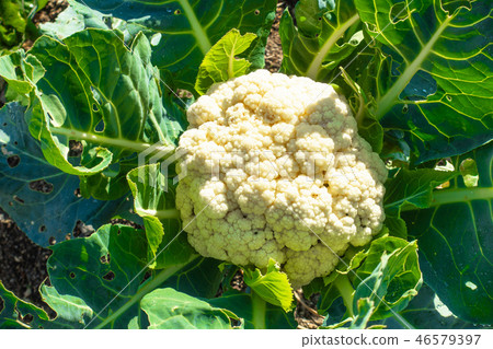 cauliflower  46579397