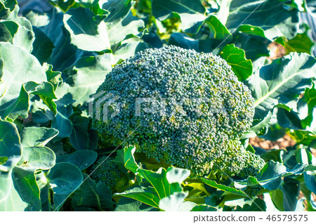 broccoli broccoli 46579575