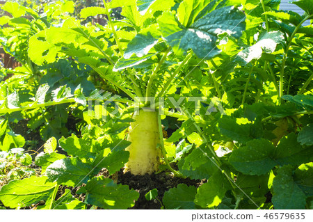 Japanese radish Japanese radish 46579635