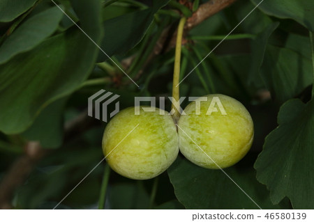 Nature plants Ginkgo, end of July. Ginkgo grown in twins 46580139