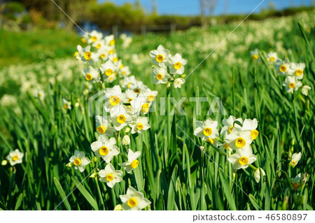 Echizen Coast Narcissus 46580897