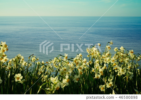 Echizen Coast Narcissus Echizen Coast Narcissus 46580898