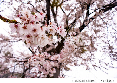 Rain and cherry blossoms 2 46581308