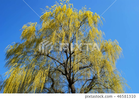 Willow shower Willow shower 46581310