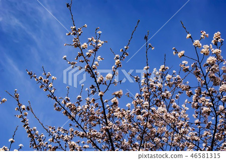 Cherry blossoms 7 minutes 46581315