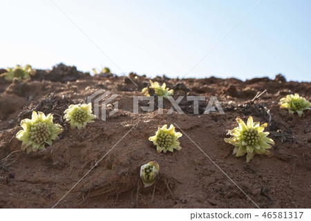 Fukinoaut 2 46581317