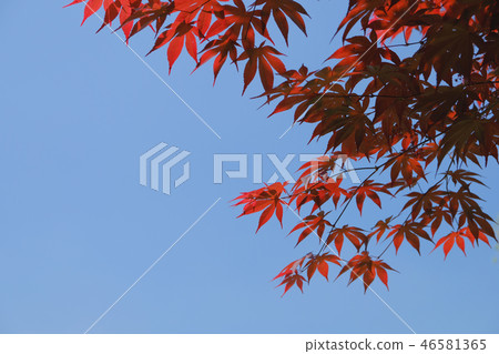 Maple of red maple and sky 46581365