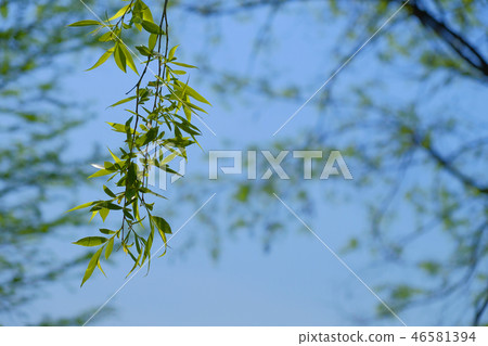Zelkova and the sky meet 46581394