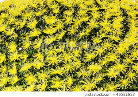 Yellow chrysanthemum flowers grown as entry Yellow chrysanthemum flowers grown as entry 46581658