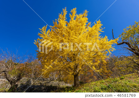 Shinto mountain ginkgo tree 01 Shinto mountain ginkgo tree 01 46581769