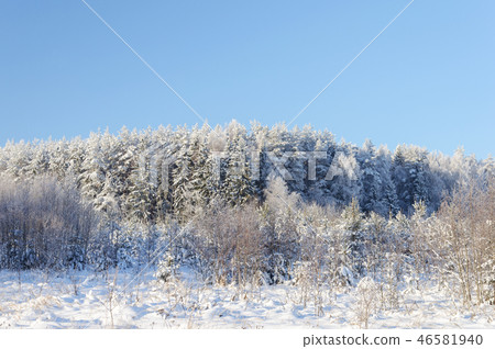 Winter landscape with coniferous forest Winter landscape with coniferous forest 46581940