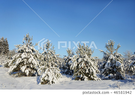 Small snowy pines in winter forest Small snowy pines in winter forest 46581942