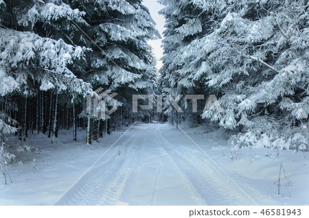Snowy road in winter forest Snowy road in winter forest 46581943