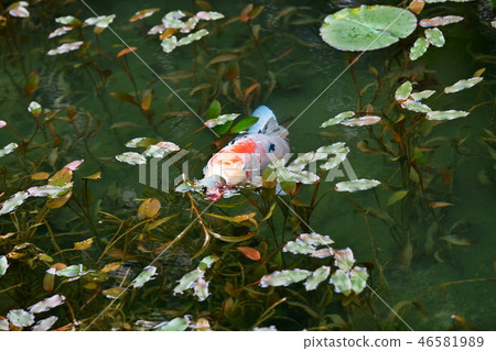 Pond of monet Pond of monet 46581989
