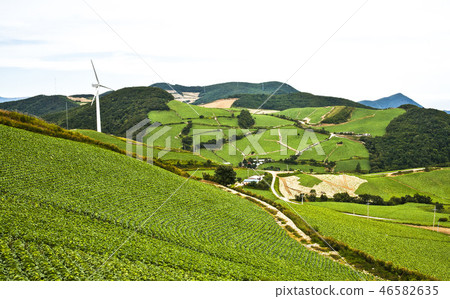 Chinese cabbage field in Anjangdok of Daegwallyeong 46582635