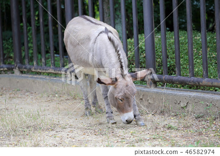 Donkey in the zoo 46582974