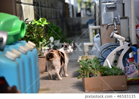 Mage cat Stray cat Cat Mage cat Stray cat Cat 46583135