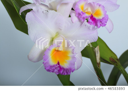 Orchid, orchid, flower Orchid, orchid, flower 46583893