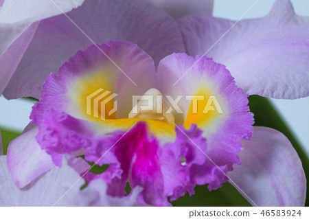 Orchid, orchid, flower Orchid, orchid, flower 46583924
