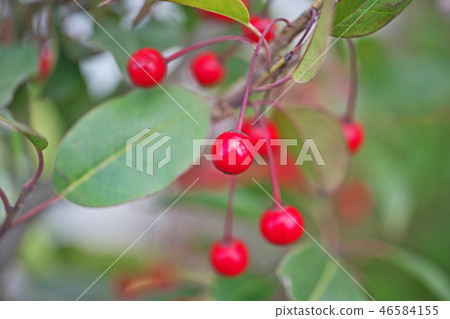 Red Hearted Soyogo 46584155