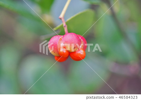 Red masaki berry 46584323